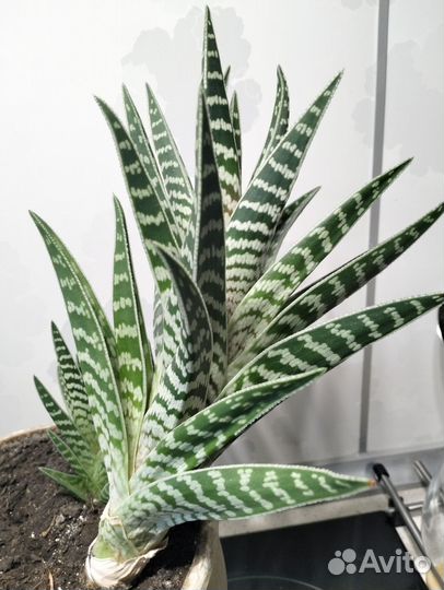 Комнатные цветы алоэ