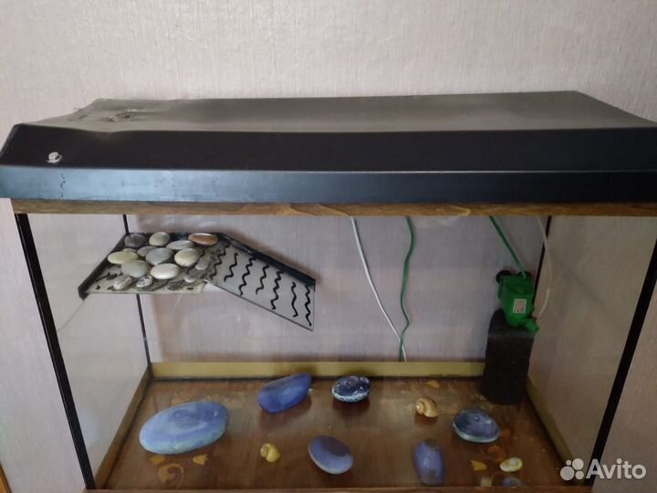 Черепаха с аквариумом