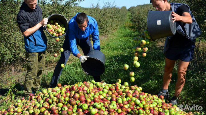 Сбор Яблок. Вахта Разнорабочие.вахта липецк
