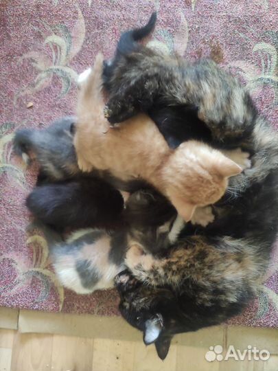 Отдам котят в добрые руки
