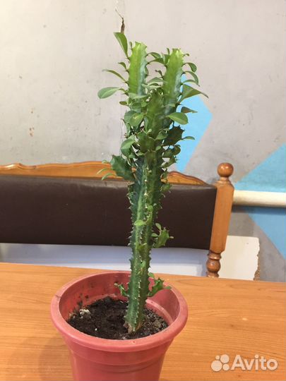 Молочай трехгранный