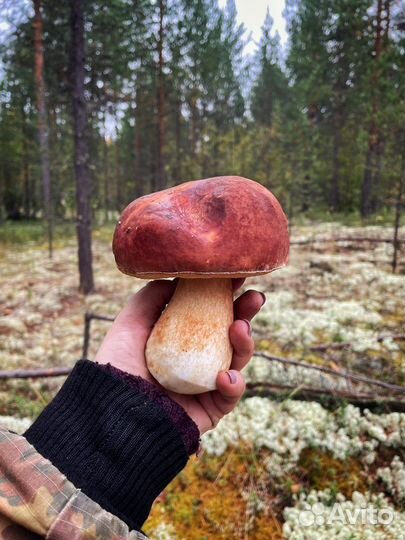 Сухой белый гриб