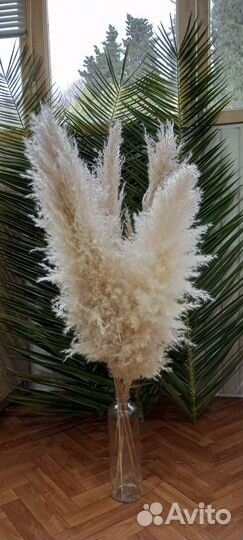 Пампасная трава