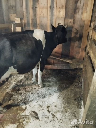 Корова дойная с теленком
