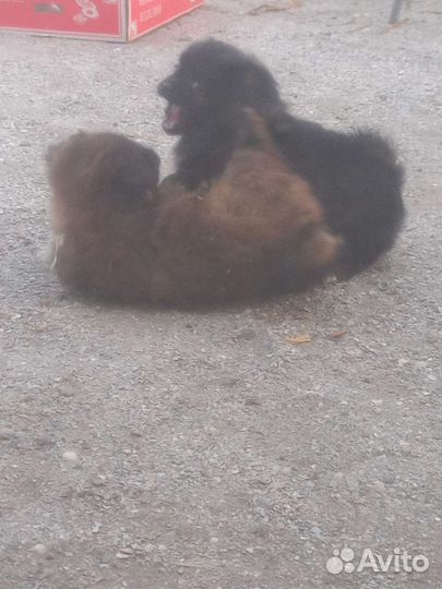 Отдам в добрые руки три девочки