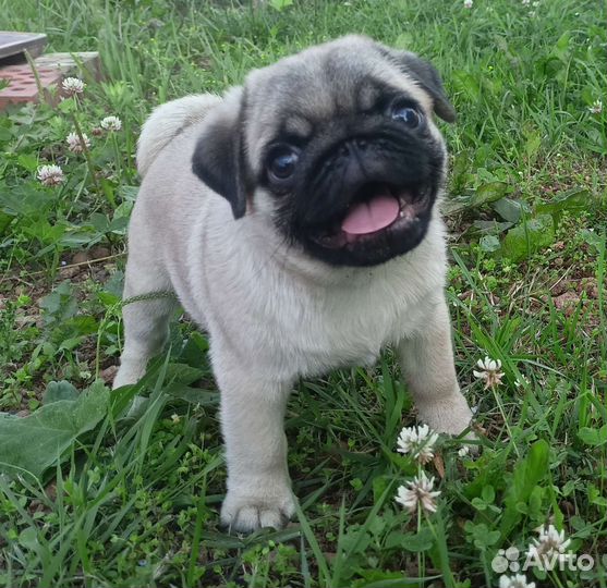 Щенки мопса