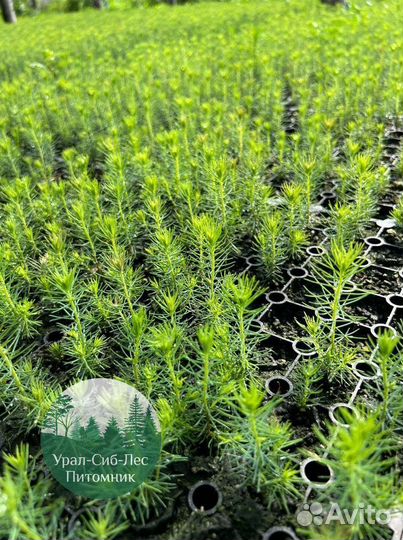 Сосна зкс окс сеянцы Ель Лиственница Голуб Горная