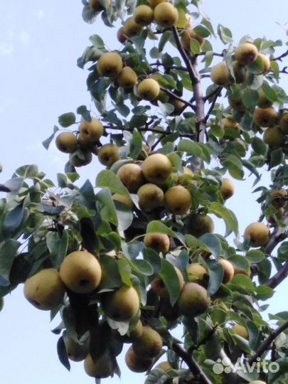 Крупномеры