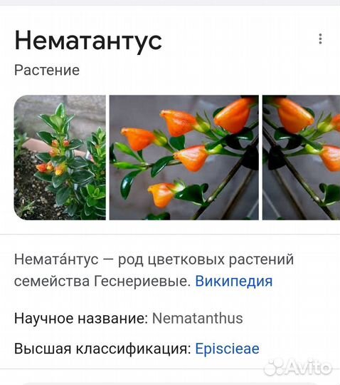 Нематантус