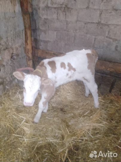 Телята телочки