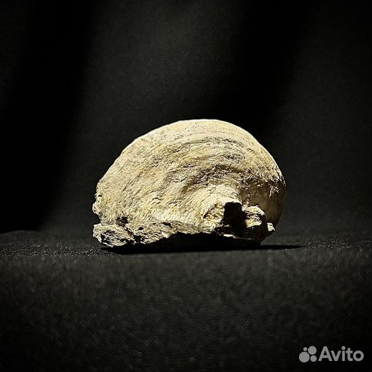 Брахиопода окаменелость ископаемое