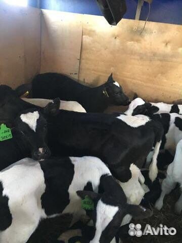 Телята бычки