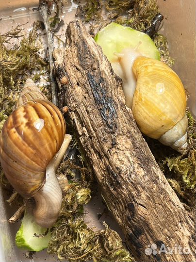 Улитки Ахатины, 2 подружки (Альбино+обычная)