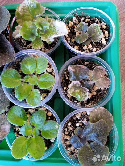 Фиалки пестролистные сортовые