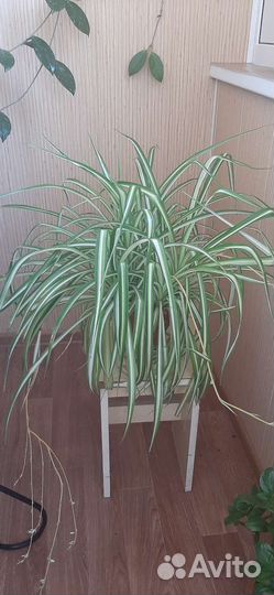 Хлорофитум полосатый
