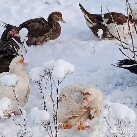 Индоутки, мускусные утки и утята