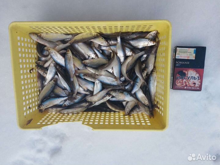 Живец - карась