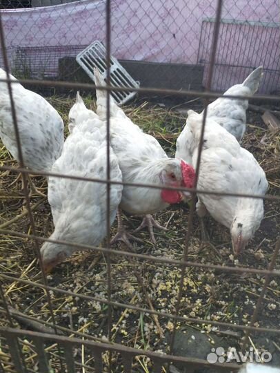 Молодые куры и петухи