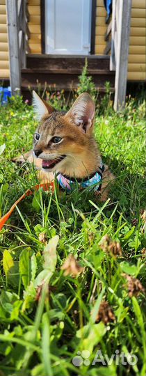 Кот чаузи ф1