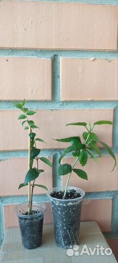 Абелия Гибискус Гибазис