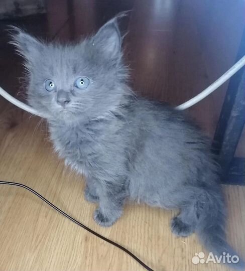 Кошки в хорошие руки
