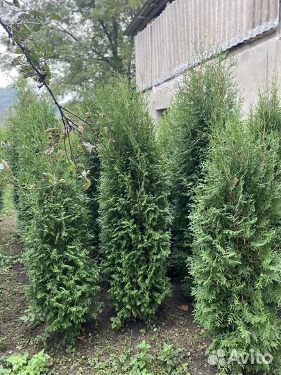 Туя смарагд