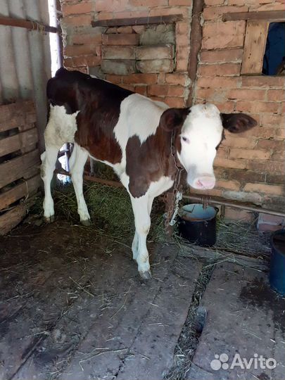 Телка 3,5 месяцев, бычок 2,5