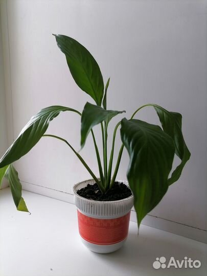 Спатифиллум