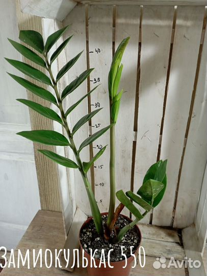 Комнатные цветы растение Замиокулькас долларовое д