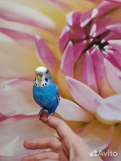 Волнистый попугай с клеткой