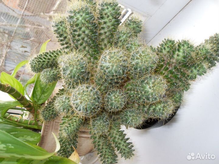 Кактусы