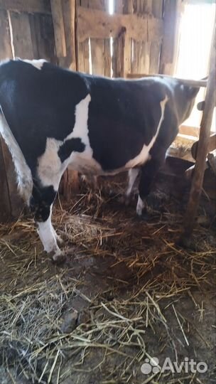 Корова дойная