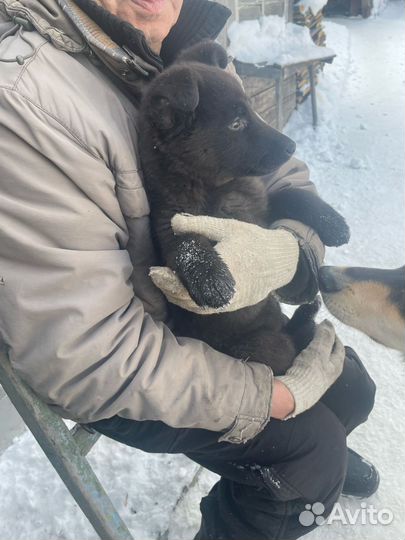 Щенки бесплатно