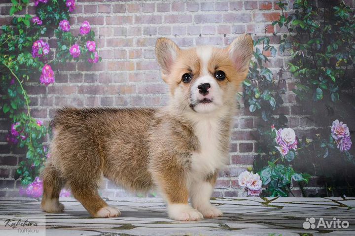 Вельш-корги пемброк детки