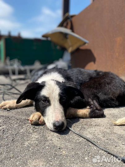 Красивый щенок в добрые руки