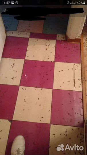 Дезинсекция клопов, тараканов, муравьёв