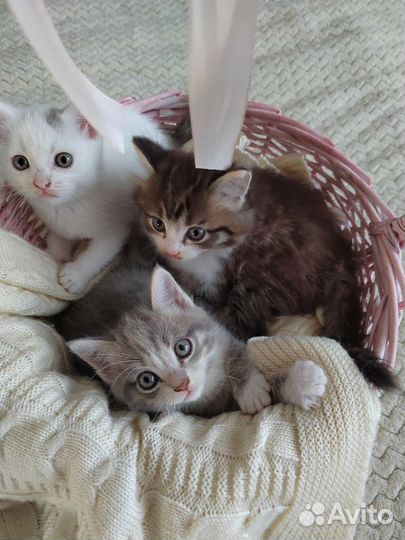 Кошка в дар бесплатно