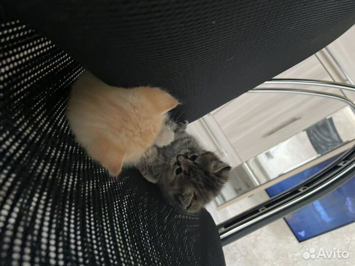 Котятки веселые