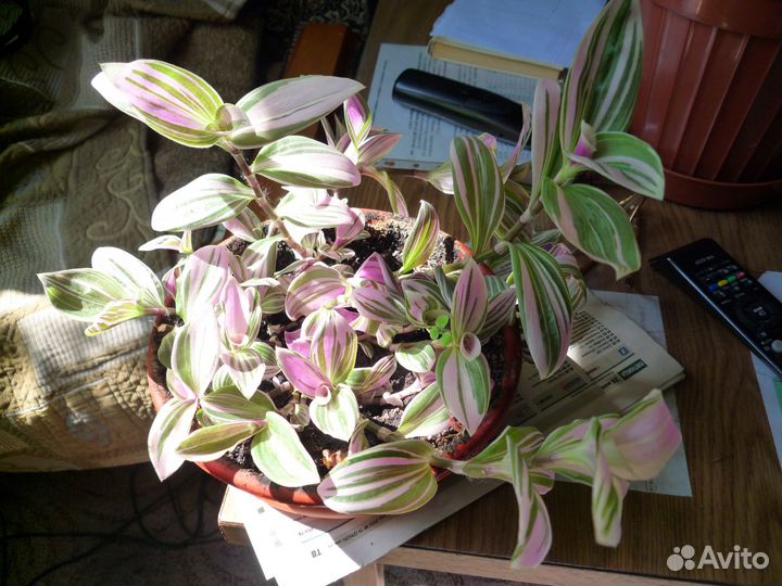 Традесканция разная, сеткреазия, сциндапсус