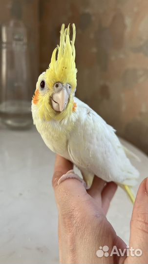 Попугаи Кореллы