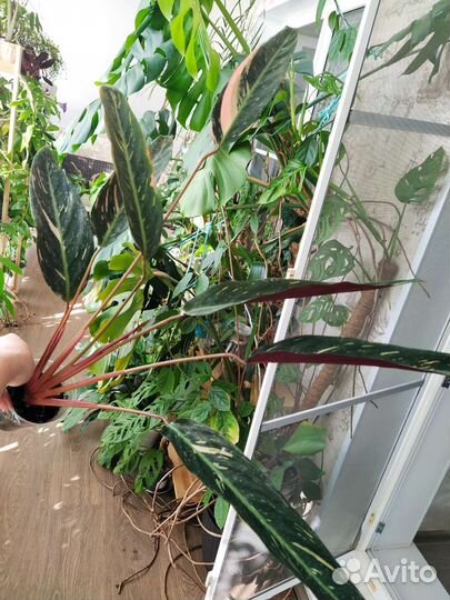 Строманта триколор