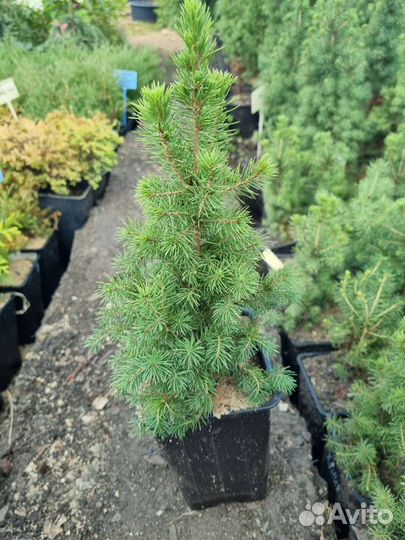 Ель Коника из питомника растений