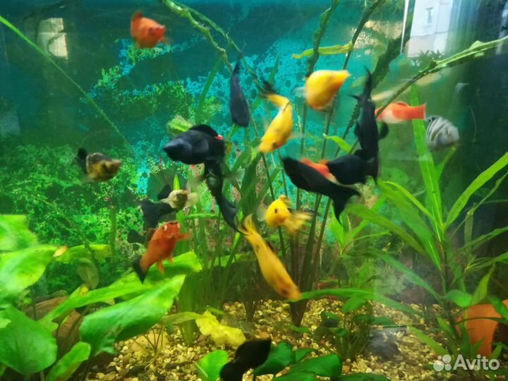 Молинезия лира, взрослые самцы