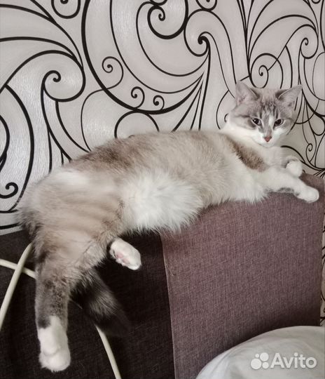 Абиссинская и Тайская