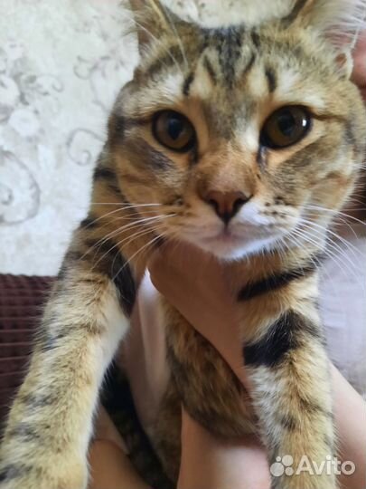 Найден молодой котик