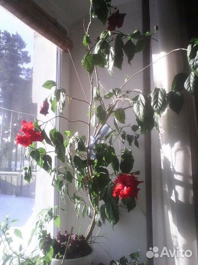 Денежное дерево,кактусы и др