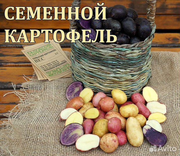 Семенной картофель. Категории Супер Элита, Элита