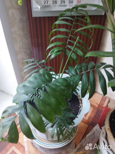 Пальма хамедорея