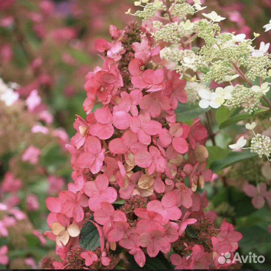 Гортензия Пинк Леди и другие