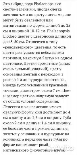 Орхидея ароматная, фаленопсис Лиодоро Liodoro